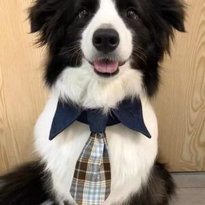 luxury pet accessories
