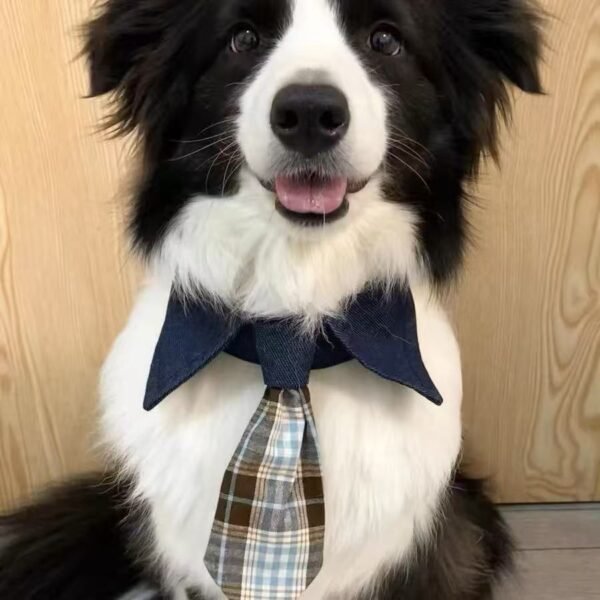 主图_05 luxury pet accessories