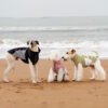 High-Collar Lightweight Dog Summer Vest